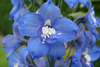 blue delphinium