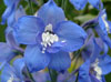 perennials delphinium
